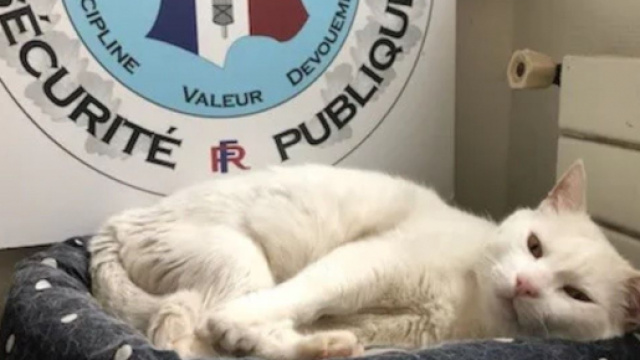 Flocon a élu domicile au commissariat et est devenu plus qu'une mascotte - Source : capture d'écran, Commissariat de Lannion