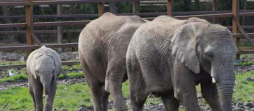 African Elephants at Howletts Wildlife Park (Image source: R. W. Wildlife/YouTube)