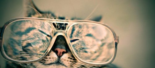 Les chats peuvent-ils être cleptomanes ? Source : image d'illustration, Pixabay
