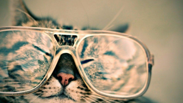 Les chats peuvent-ils être cleptomanes ? Source : image d'illustration, Pixabay