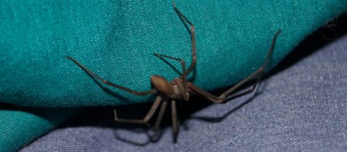 La araña picó al chico mientras éste estaba de vacaciones en Ibiza (Pixabay)