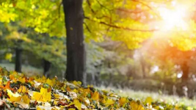 Previsioni oroscopo del mese di settembre per la seconda sestina dello zodiaco.