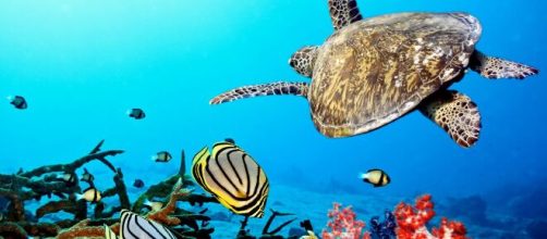 La plastica trappola evolutiva delle tartarughe marine.