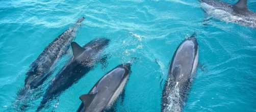 Homem é salvo por grupo de golfinhos (arquivo blastingnews)