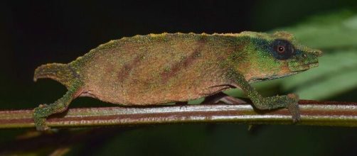 Nelle foreste del Malawi sono stati trovati i camaleonti pigmei del Chapman, per molto tempo ritenuti estinti.