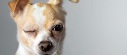 Un nuovo studio rivela come i cani percepiscono quando viene detta loro una bugia.