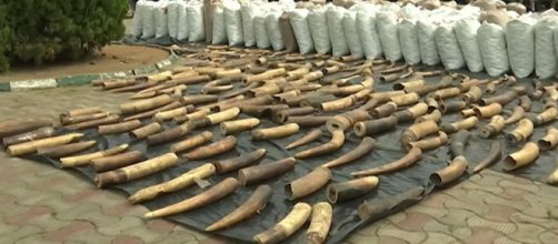 Customs intercepts N22.3 billion in pangolin scales and elephant tusks (Image source: TVC News Nigeria/YouTube)