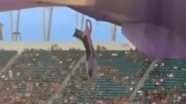 Des supporters sauvent un chat d'une chute de 15m (capture YouTube)