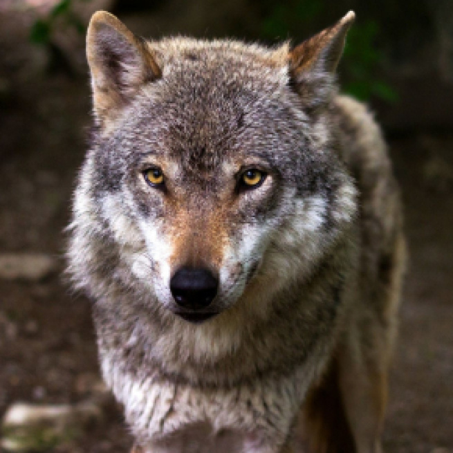 El lobo ha sido incluido en el Listado de Especies en Régimen de Protección Especial y a partir de hoy está prohibida su caza - Pixabay