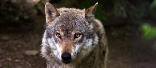 El lobo ha sido incluido en el Listado de Especies en Régimen de Protección Especial y a partir de hoy está prohibida su caza - Pixabay