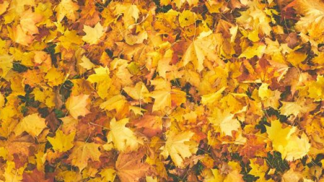 L’influenza dell’equinozio d’autunno sui segni zodiacali: tranquillità per Gemelli.