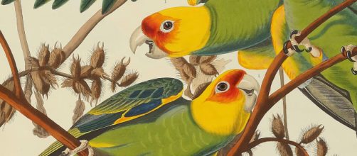 The paintings of John James Audubon depicted birds in their natural environment (Image source: Sotheby's/YouTube)