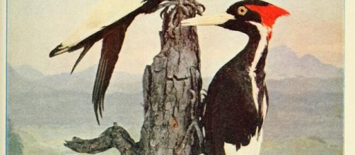 An illustration of a pair of ivory-billed woodpeckers (Image source: Biodiversity Heritage Library/Flickr)
