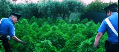 Sardegna, sequestrate 30mila piante di marijuana: 8 arresti, 25 persone indagate.