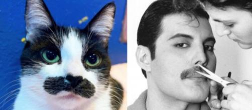 Il gatto che somiglia a Freddie Mercury spopola sui social