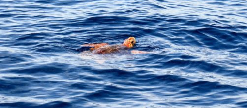 Una tartaruga Caretta Caretta (foto da Pixabay).