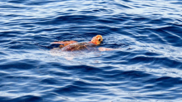 Una tartaruga Caretta Caretta (foto da Pixabay).