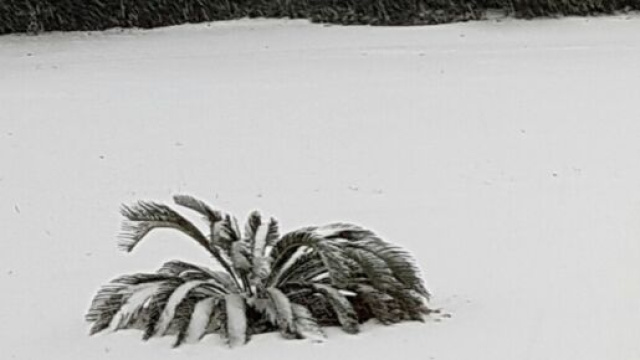 Foto di repertorio della neve nel Salento.