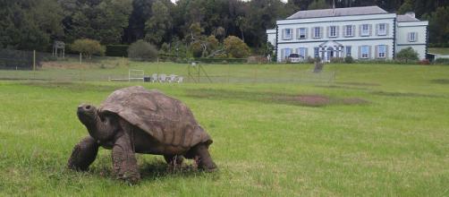 O aniversariante do ano, tartaruga Jonathan, passeando pela ilha de Santa Helena (Kevstan/Wikimedia Commons)