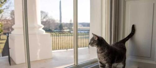 Si chiama Willow ed è una femmina il nuovo gatto ospite alla Casa Bianca.