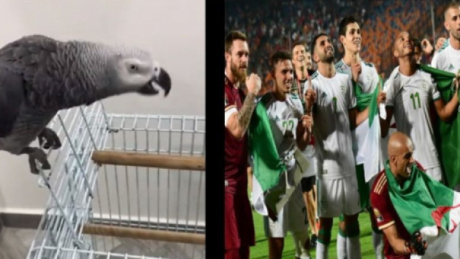 Le perroquet supporter de l'Algérie - Source : Capture Twitter