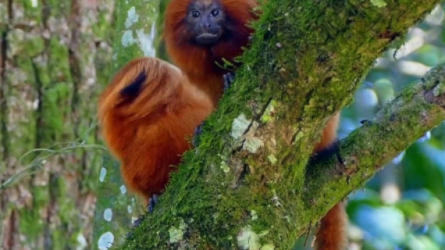 Secondo studi del WWF il 69% della fauna selvatica mondiale è stato distrutto