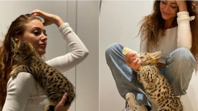 Aqababe confirme qu'Alix a bien abandonné son chat sauvage, un Savannah baptisé Rajah.