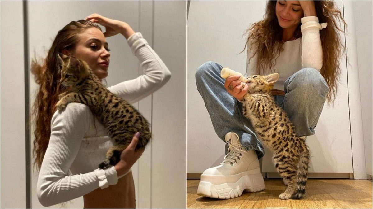 Ou Est Rajah Le Chat D alix Alix aurait bien abandonné son chat selon le blogueur Aqababe