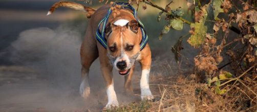 American Staffordshire Terrier, la raza del perro que atacó a la niña, potencialmente peligroso (Piqsels)