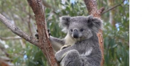 Australia designates koalas as endangered species (Image source: Al Jazeera English/YouTube)