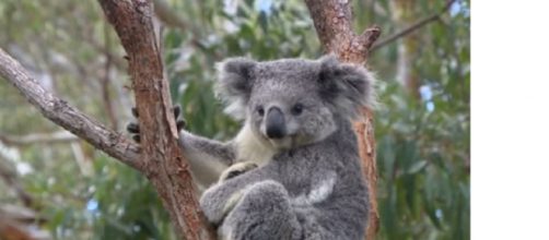 Australia assigns endangered species tag to its koala bears