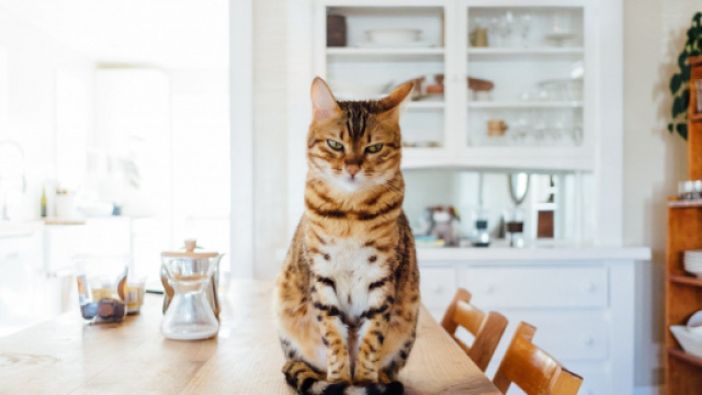 Gatti: oggi, 17 febbraio, &egrave; la loro festa.