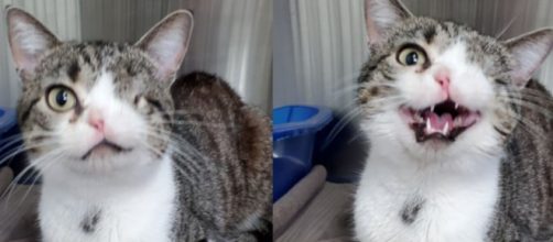 Un chat borgne avec une narine est en voie d'adoption après avoir charmé internet - Source : capture d'écran, Facebook