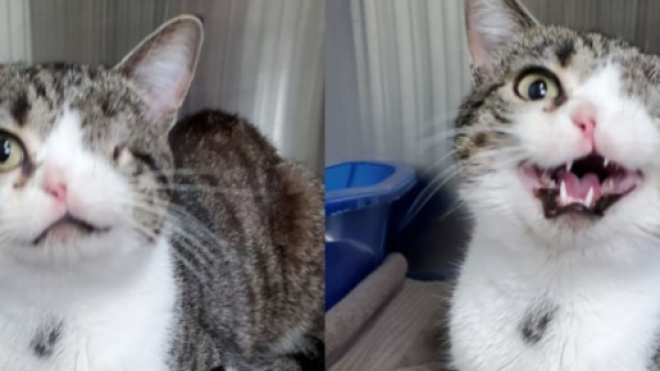 Un chat borgne avec une narine est en voie d'adoption après avoir charmé internet - Source : capture d'écran, Facebook