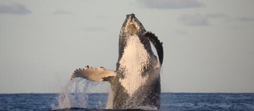 Como ver as Baleias Jubarte na Praia do Forte - Maior Viagem - maiorviagem.net