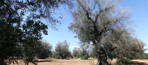 Piante di olivo in Puglia affette da Xylella fastidiosa.