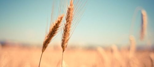 Spighe di grano, foto da Pixabay