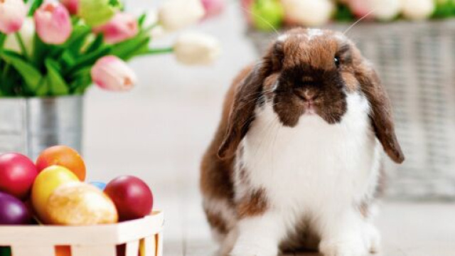 5 messaggi divertenti per Buona Pasqua: auguri da invare ad amici e parenti