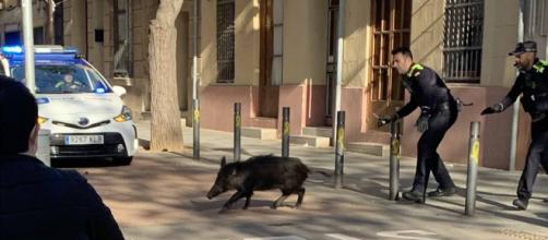 Dos crías de jabalí pasearon por más de dos horas en las calles de la Avenida Meridiana (@yamasoto / Twitter)
