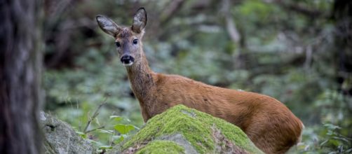 Coppia di cani uccide una femmina di capriolo incinta, sanzionati i proprietari.