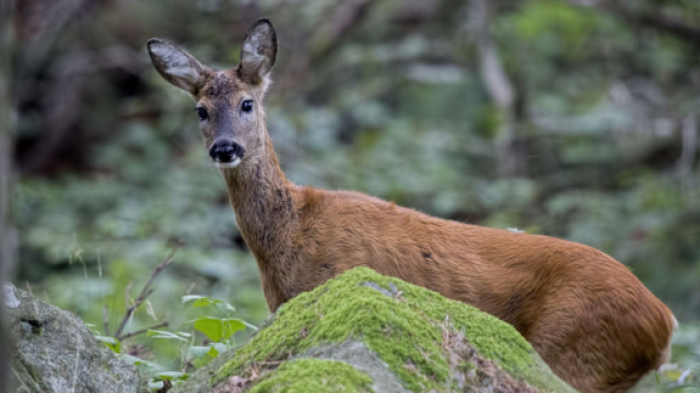 Coppia di cani uccide una femmina di capriolo incinta, sanzionati i proprietari.
