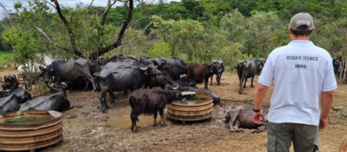 Doações são necessárias para a continuação do tratamento aos búfalos da fazenda "Água Sumida", em Brotas (SP) (Arquivo Blasting News)