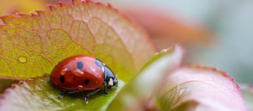 Previsioni astrologiche e pagelle di domenica 12 giugno: buone notizie per Ariete e Toro.