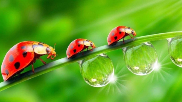 L'oroscopo di domani 17 giugno: Toro 'top del giorno', bene anche l'Ariete (1^ tranche).