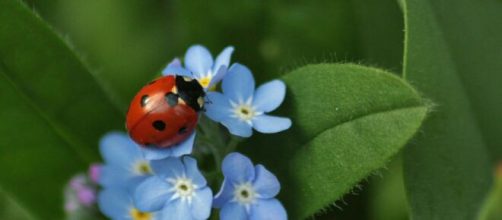 Previsioni astrologiche e pagelle di martedì 14 giugno: giornata 'da dieci' per l'Acquario