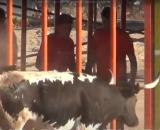 El niño estaba en el cadafal, una zona prohibida y de donde fue cogido por la vaca (Captura vídeo Tot de Bous)