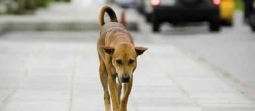 A Giarre (CT) il Consiglio Comunale vara una misura contro il randagismo: sconto del 30% sulla Tari se si adotta un cane abbandonato.