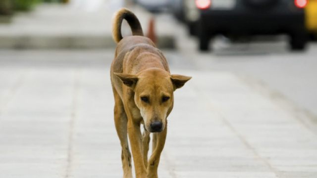 A Giarre (CT) il Consiglio Comunale vara una misura contro il randagismo: sconto del 30% sulla Tari se si adotta un cane abbandonato.