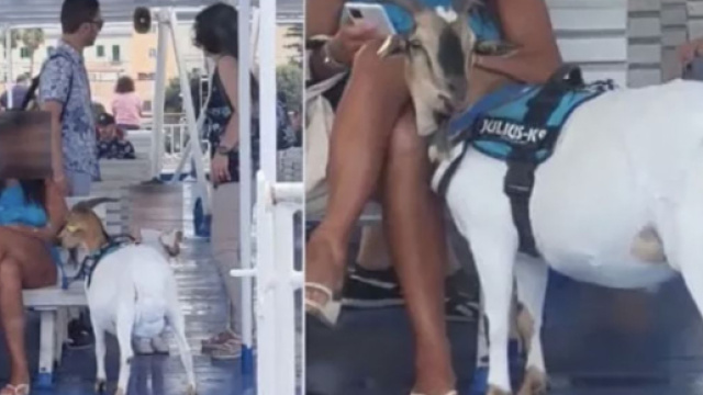 Ischia, turista in vacanza con la capra a guinzaglio: 'L'ho salvata dal macello'.