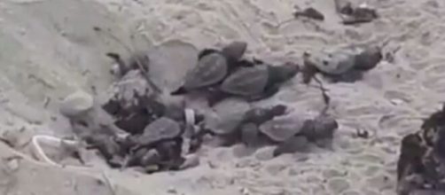 Anzio: guardie zoofile salvano 17 tartarughe bloccate dalla sabbia pesante